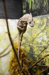 Lizard in zoo