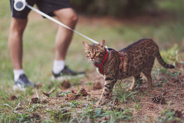 A domestic bengal cat, along with a man, walks in park. Pet and its owner on a walk. Walking with...