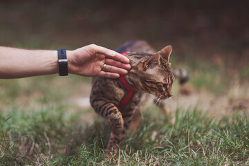 A man's hand strokes the head of a domestic bengal cat. Pet and its owner on a walk. Walking with...