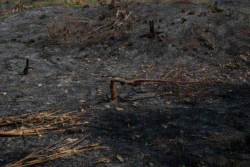 burning season