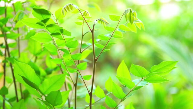 The leaves of the star fruit plant are green