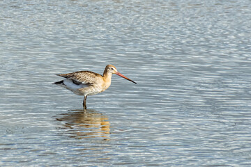 a godwit stands in the sun in the water