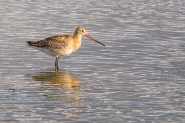 a godwit stands in the sun in the water