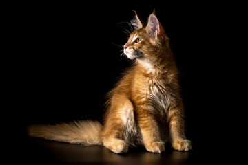 Red tabby American Coon Cat looking at camera.A big cat. Front view, studio shot.