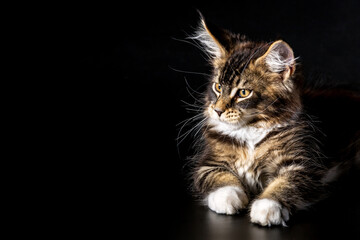 Cute classic black tabby Maine Coon cat kitten, sitting facing front.A big cat.Isolated on black...
