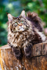 A large outdoors portrait of a sitting calm and serious furry Maine Coon.Maine coon cat sitting on a tree in forest, park on summer sunny day.A big cat.