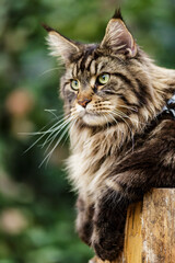 Naklejka na ściany i meble A large outdoors portrait of a sitting calm and serious furry Maine Coon.Maine coon cat sitting on a tree in forest, park on summer sunny day.A big cat.