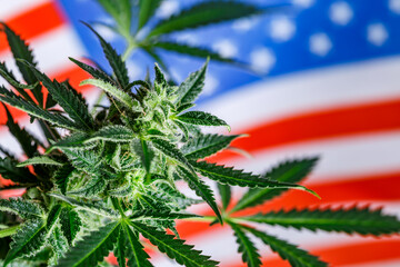 Cannabis legalization in the united states of america .Legalization Marijuana or Cannabis.Medical...