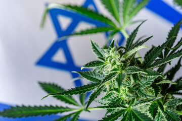 Cannabis legalization concept in Israel.Legalization Marijuana or Cannabis.Medical Oil Cannabis