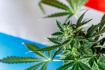 Cannabis legalization concept in Luxembourg.Legalization Marijuana or Cannabis.Medical Oil Cannabis