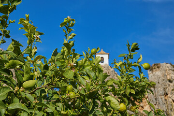 Close-up of green citrus lemon fruits grows on a tree branch in a lemon grove. Unripe lemons.