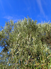 Fototapeta premium Olive tree branches with beautiful natural light and blue sky in background. Olive leaves blooming. Space for text, oil extraction process, olive tree leafs, Harvesting olives in Jijel Algeria Africa.