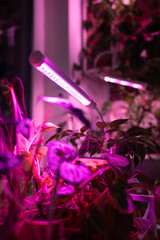 Houseplant on cart under phyto lamp at home, making up for lack of real daylight and sunlight. LED purple pink lamp for supplementary lighting of indoor plant in winter season in apartment. Plant care