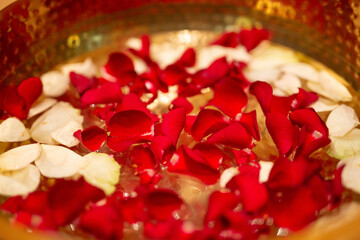 red rose and petals