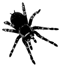 Illustration of a spider isolated white vector