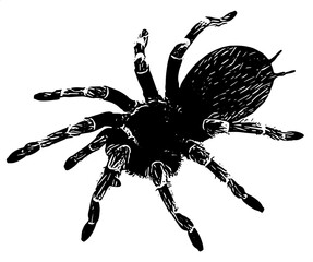 spider isolated on white vector