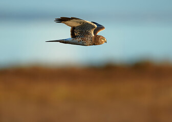 Northern harrier low pass flight during the sunset light 