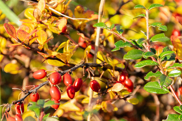  Red berries on a branch with green leaves. Rapprochement.