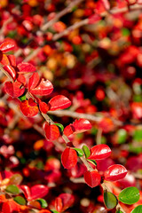 Red leaves of the cotoneaster bush in autumn. Rapprochement.