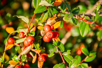  Red berries on a branch with green leaves. Rapprochement.