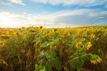 Fototapeta premium Sunflower fields in Flanders, Belgium