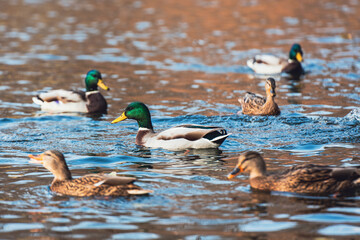 A flock of ducks swims in the lake