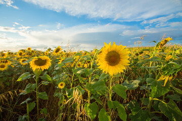 Fototapeta premium Sunflower fields in Flanders, Belgium