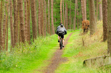 Boy cycling in a conifer woodland