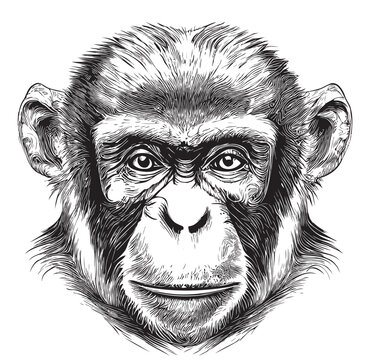 Monkey face sketch hand drawn in doodle style illustration