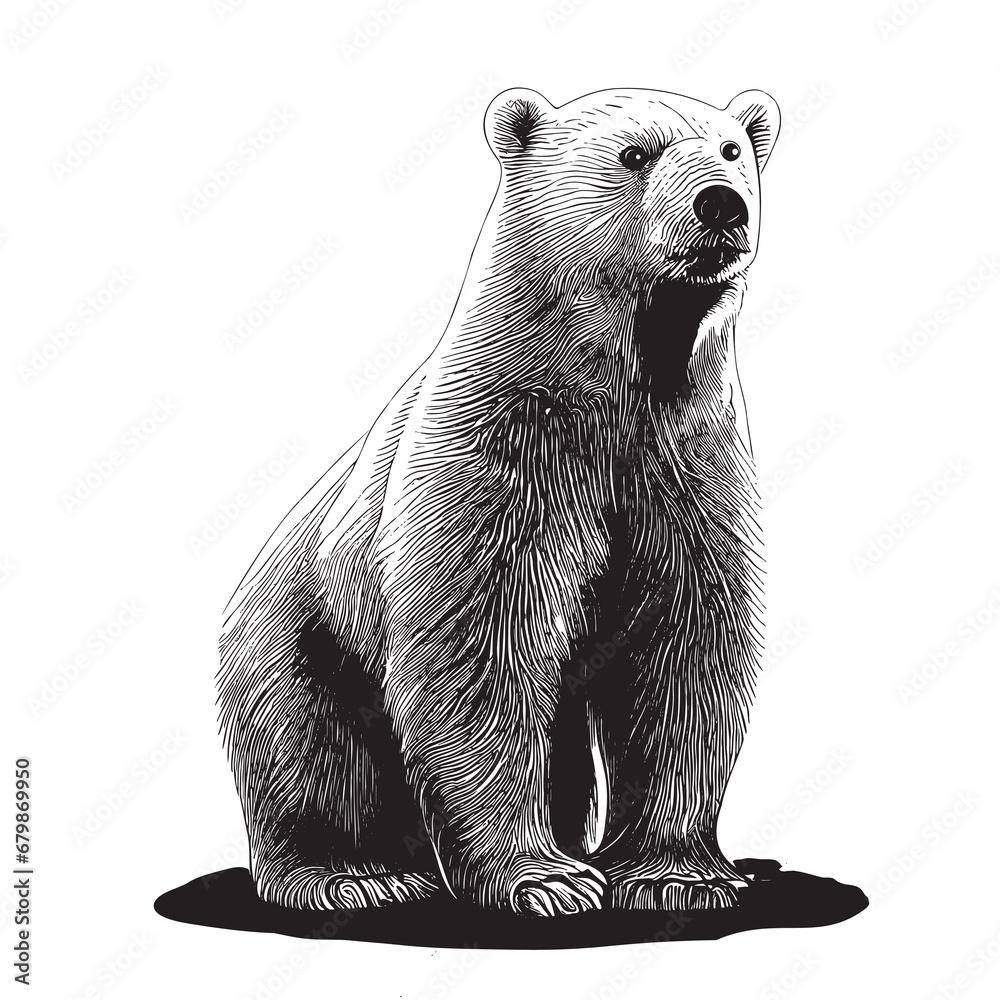 Poster Polar bear sketch hand drawn in doodle style illustration