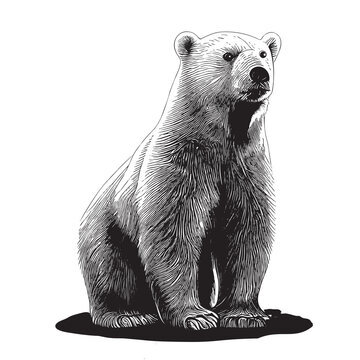 Polar bear sketch hand drawn in doodle style illustration