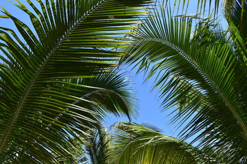 palm tree in the sky