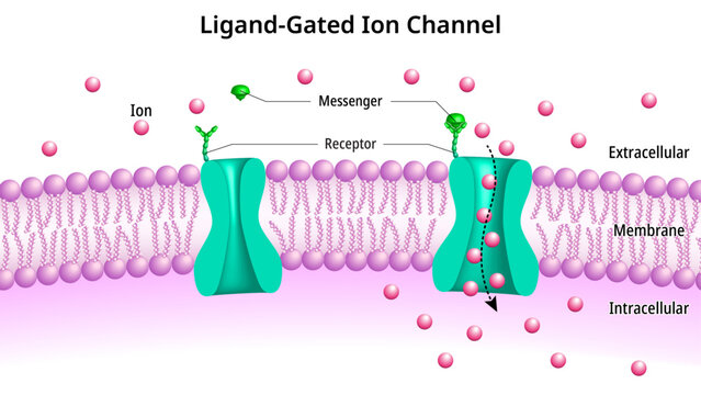Ligand Gated Ion Channels - Ionotropic Receptor - Transmembrane Ion Channel Protein - Na, K, Ca, Cl - Medical Vector Illustration