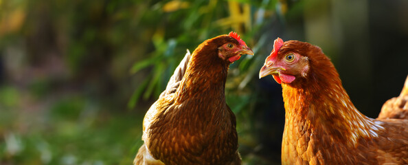hen in the garden on a farm - free breeding
