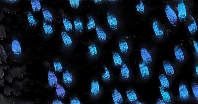 Black and metallic blue wing scales of Alpine Black Swallowtail butterfly, Papilio maackii, extreme macro 12X close-up in motion