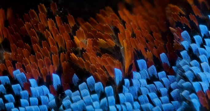 Orange and metallic blue wing scales of Alpine Black Swallowtail butterfly, Papilio maackii, extreme macro 8X close-up in motion