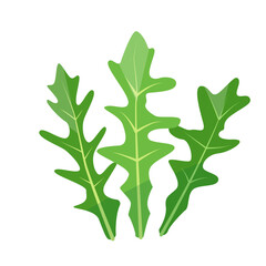 Fresh green Arugula leaves isolated on white background. Arugula herb, garden rocket salad or rucola vegetable for cooking food, culinary concept. Vector illustration.