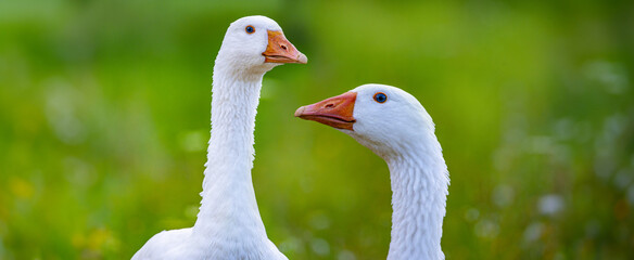 white geese in the garden close up © Vera Kuttelvaserova
