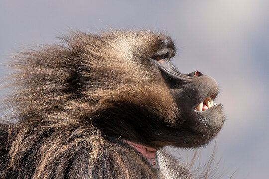 Close up of a male Gelada monkey (Theropithecus gelada) in Simien mountains, Ethiopia