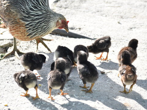 Madre gallina alimenta a sus pollitos