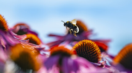 bumblebee flying on and Echinacea flowers