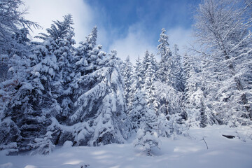 Białe drzewa, mroźny i słoneczny dzień, śnieżna zima w górach - obrazy, fototapety, plakaty