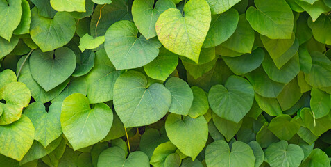 green leaves - a foliage texture