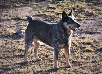 Perro ovejero, vaquero, listo para entrar en acción