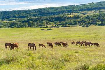 Naklejka na ściany i meble Horses grazing on a green meadow in the summer sun, with a forest in the background