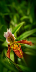 exotic plants and flowers in  a green house - Paphiopedilum