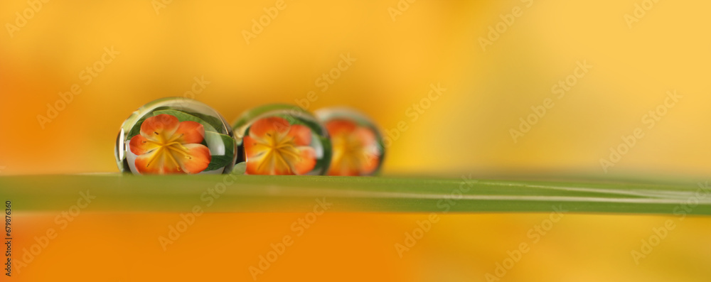 Poster flower with dew dops - beautiful macro photography with abstract bokeh background