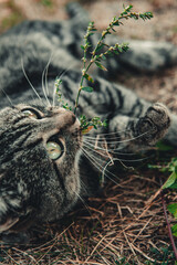 cat on the grass close up