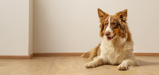 Naklejka na ściany i meble cute Australian Shepherd dog photographed at home