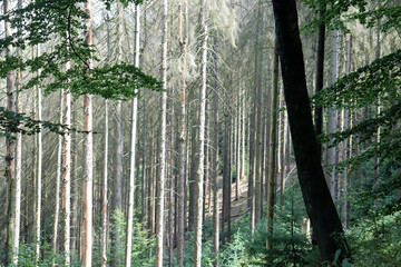 Waldsterben im Teutoburger Wald bei Detmold